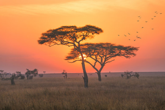 Sunrise in the Serengeti national park,Tanzania
