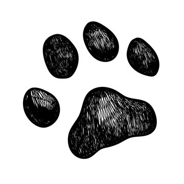 Vector dog paw print
