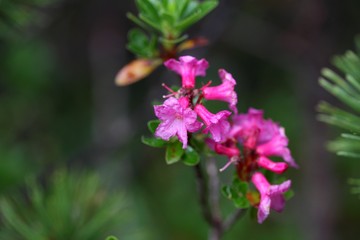 Hairy alpenrose (Rhododendron hirsutum)