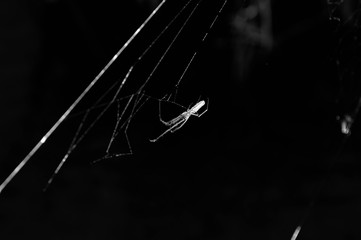 black and white photo of a spider hanging from a spiderweb above a dark lake