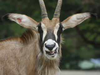Antelope Roana (Hippotragus Equinus) (1) - obrazy, fototapety, plakaty