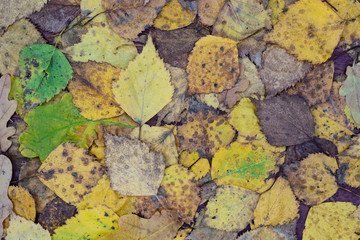 multicolored fall leaves background texture
