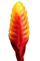 Red yellow orange Urn plant