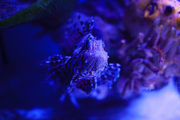 The marine life of the red sea. Colorful aquarium, showing colorful fish swimming