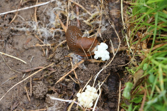 Weinbergschnecke beim Eier ablegen