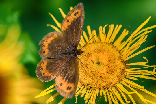butterfly on a flower