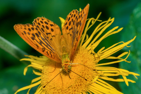 butterfly on a flower