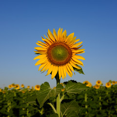 Sunflower pointing direction
