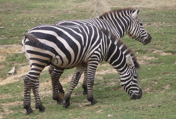 Fototapeta na wymiar Zebra eating grass (2)