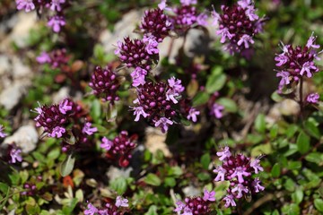 Obraz premium Mother of thyme flowers (Thymus praecox)