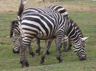 Fototapeta na wymiar Zebra eating grass (3)