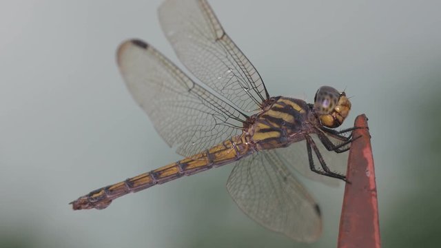 close up of the dragonfly breathing with the abdominal part