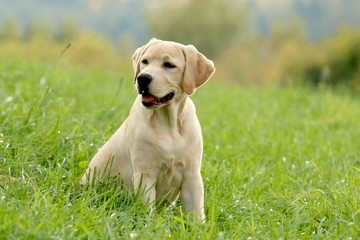 Labrador