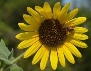 Bee pollinating a yellow sunflower in the summer