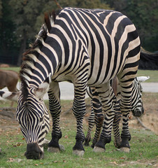 Zebra eating grass (4)