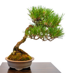 Kleiner Nadelbaum Kiefer als Bonsai Baum