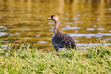 Wild goose on the lake, Poland.