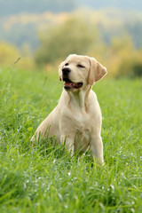Labrador