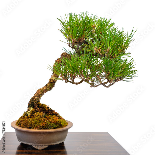 Piante Da Appartamento Nomi Immagini E Coltivazione Piante It