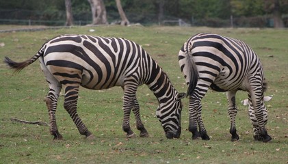 Fototapeta na wymiar Zebra eating grass (5)