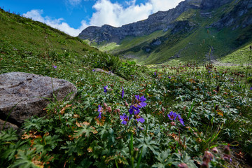 Wide angle photo of wild flowers in mountain valley.