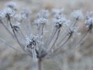 frosty plants