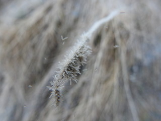 frosty