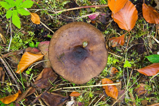 Schnecke auf Pilz im Herbst