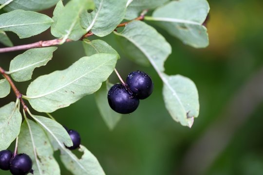 Black berried honeysuckle (Lonicera nigra)