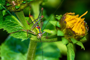 a grasshopper on the leaf
