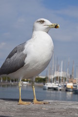 Big seagull in Barcelona harbor