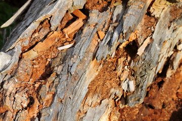 Wood texture of rotten tree trunk, close-up; texture, background. Old rotten wood in forest closeup