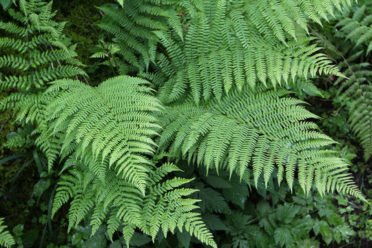 Fern leaves / Fern - the oldest plant on Earth