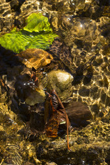 colorful background of autumn leaves in a river at the bottom under water, current and stones, glare and shadows