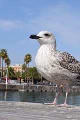 Big seagull in Barcelona harbor