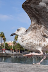 Big seagull in Barcelona harbor