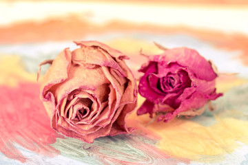 Watercolor painting with dried roses © graja