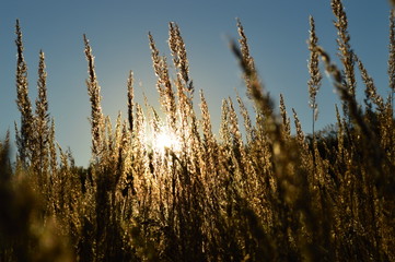The setting sun in the evening sky in the grass
