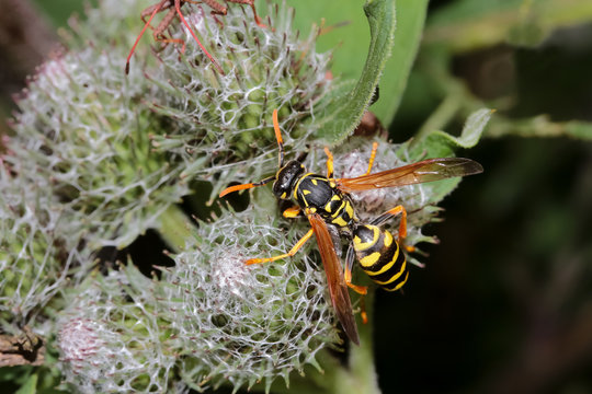 Feldwespe auf einer Klettenbl&uuml;te, Polistes bischoffi  