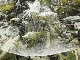 Spinnengewebe am Morgen, Altweibersommer