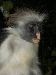 Fototapeta na wymiar Scimmia a Zanzibar