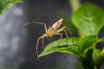 Jumping spider on self protection