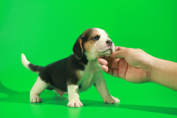 1 month pure breed beagle Puppy on green screen