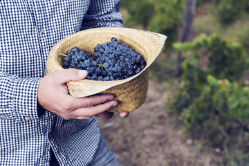Horizontal Grapes Hat Syrah Man Hands