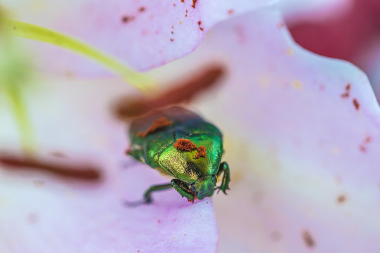 beautiful junebeetle on a pink lily flower close up