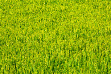Rice field