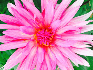 Closeup of a pink dahlia with spider petals