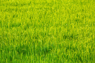 Rice field, Field background