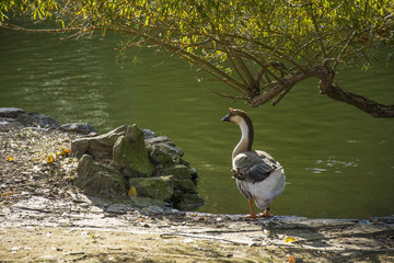 Bird 197