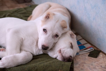 Два белых щенка Алабая отдыхают на подстилке, в помещении.